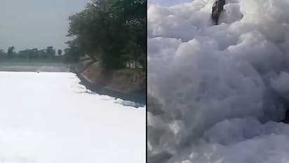 Lake pollution: Karnataka state officials to submit report on failure in maintaining lakes