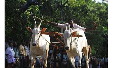 महाराष्ट्र में बैलगाड़ी दौड़ को सुप्रीम कोर्ट ने दी मंजूरी, 2014 में जल्लीकट्टू, बैल-दौड़ पर लगाई थी रोक