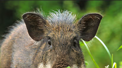കാട്ടുപന്നിയെ വനംവകുപ്പ് വെടിവച്ചു കൊന്നു; സർക്കാർ ഉത്തരവ് നടപ്പാക്കി