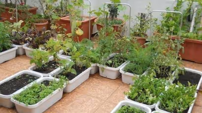 மொட்டை மாடியில் காய்கறிகள் வளர்க்க இப்படி ஒரு சூப்பர் வழி இருக்கு...