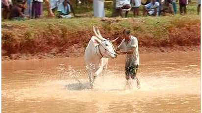 Hundreds defy ban, hold bull race in Kerala's Malappuram