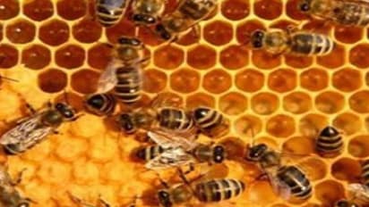 நாவல் மரத்திற்கு நடுவே தேன் கூடுகள்; “நாவல் தேன்” என்று பெயராம்…