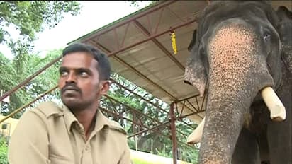 407ನೇ ಜಂಬೂ ಸವಾರಿಗೆ ಕ್ಷಣಗಣನೆ: 750 ಕೆ.ಜಿ ಚಿನ್ನದ ಅಂಬಾರಿ ಹೊರುವ ಸಾರಥಿ ಅರ್ಜುನಗೆ ಹೊಸ ಮಾವುತ ವಿನು