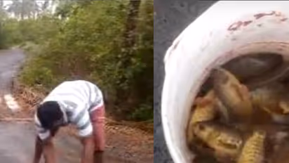 It’s raining fish in Andhra Pradesh (Really)