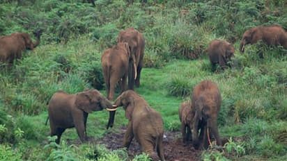 தேன்கனிக்கோட்டையில் முகாமிட்டிருந்த யானைகள் அனைத்தும் விரட்டியடிப்பு; விவசாயிகள் பெரும் மகிழ்ச்சி...