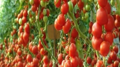 தக்காளியில் நடவு மற்றும் அறுவடை செய்தை தெரிந்து கொள்வது மிக அவசியம்...