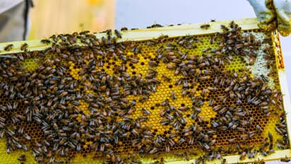 ಜೇನಿನಿಂದ ಕ್ಯಾನ್ಸರ್ ಗಾಯ ಶಮನ