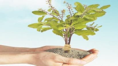 உங்களுக்குத் தெரியுமா? துளசியைத் தலையணையில் வைத்துத் தூங்கினால் பேன் தொல்லை தீரும்…