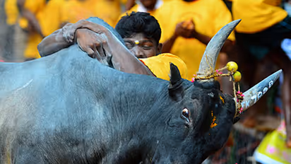 ಜಲ್ಲಿಕಟ್ಟುವಿನಲ್ಲಿ 49 ಮಂದಿಗೆ ಗಾಯ