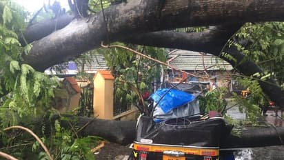 கோர தாண்டவமாடும் ஓகி புயல்! 20 ஆயிரம் மரங்கள் அடியோடு சாய்ந்தன! மின் கம்பங்கள் சரிந்தன!