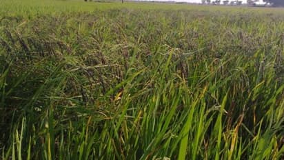 110 நாள்கள் வயது கொண்ட கருங்குறுவை நெல் சாகுபடி செய்யலாமா?