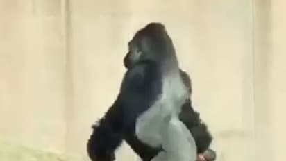 ഈ ഗൊറില്ല മനുഷ്യരെപ്പോലെ നടക്കുന്നതിന് കാരണമുണ്ട്