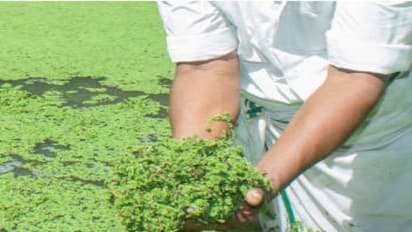 கால்நடைகளுக்கான அற்புதமான புரதச்சத்து உணவு “அசோலா”. ஏன்?