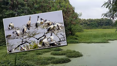 Climate change brings endangered birds to Kerala