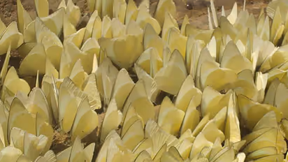 Climate change blues: Butterflies from Coorg cancel annual trip to Kerala!