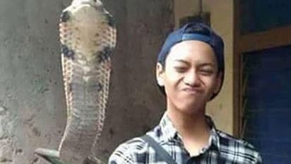 വളര്ത്തിയ രാജവെമ്പാലയുടെ കടിയേറ്റ് 14 കാരന് ദാരുണാന്ത്യം