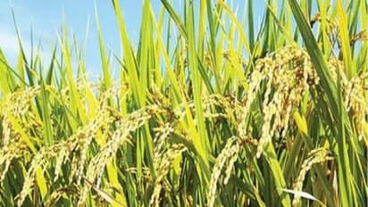 நெற்பயிரை தாக்கும் சிலந்தியை இப்படிதான் கட்டுப்படுத்தணும். இல்லென்னா சேதம் பெருசா இருக்கும்...