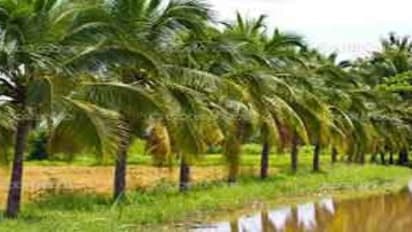 வெளுத்து வாங்கும் கோடைக் காலத்தை தென்னந்தோப்பை பராமரிக்க சில வழிகள்…