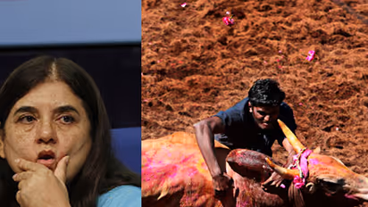 Has BJP asked Maneka Gandhi to be silent on Jallikattu?