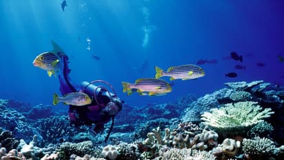 കടലിനടിയിൽ നീന്തുന്നതിനിടെ മാലിന്യങ്ങൾക്കിടയിൽ മാർക്ക് ചെയ്ത പൊതികൾ, മുങ്ങൽ വിദഗ്ധർ കണ്ടെത്തിയത് കൊക്കെയ്ൻ