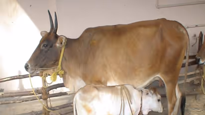 கன்று குட்டிகளை பராமரிப்பது என்பது சும்மா இல்லை. இவ்வளவு வழிகள் இருக்கு...