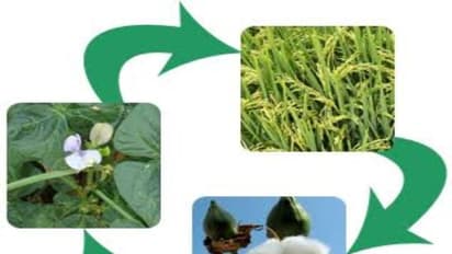 இரு விதையிலைத் தவார சாகுபடிக்குப் பிறகு எவற்றை பயிரிடலாம்? இதை படிங்க தெரியும்…