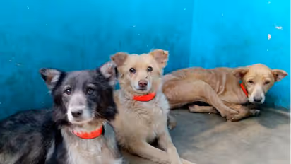 Kerala teacher secures pass from police to feed street dogs