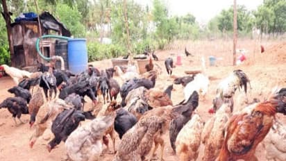 நாட்டுக் கோழி தீவனமான கரையான் செயலாற்றும் முறை ஒரு பார்வை...