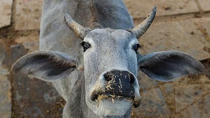 Kolkata NGO organises selfie-with-cow contest, winner will be awarded cow products