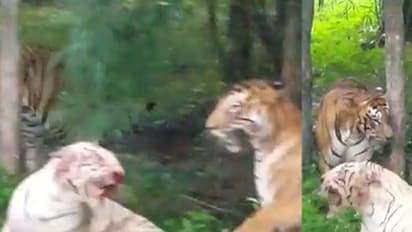 ಎರಡು ದಿನಗಳ ಹಿಂದೆ ದಾಳಿಗೆ ಒಳಗಾಗಿದ್ದ ಬೆಂಗಾಲ್ ಟೈಗರ್ ಸಾವು