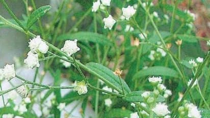 பார்த்தீனியத்தை உரமாக பயன்படுத்த இப்படி ஒரு வழி இருக்குங்க...