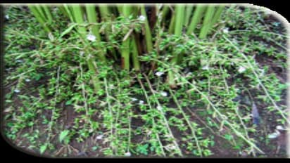 இயற்கை வழி ஏலக்காய் விளைச்சல் செய்வது எப்படி?