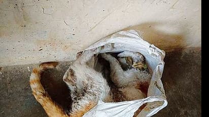 Naga police officers cooked cats, dogs and langurs in their rooms