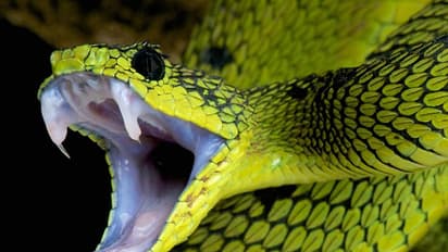 വിദ്യാര്ത്ഥിയുടെ ചോറ്റ്പാത്രത്തില് കൊടുംവിഷമുള്ള പാമ്പ്