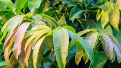 இதோ! கிருமிநாசினியான மாவிலையின் மருத்துவ குணங்கள்…