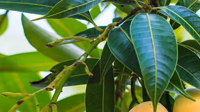 ಮಾವು ಬೆಳೆಯನ್ನು ಕೀಟಗಳಿಂದ ರಕ್ಷಿಸಲು ಹೀಗೆ ಮಾಡಿ..!