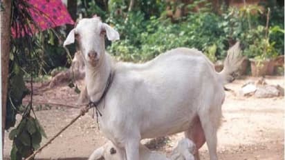 வளர்ப்பு ஆடுகளுக்கு தேவையான விட்டமின் மற்றும் தடுப்பு மருந்துகள் இதோ...