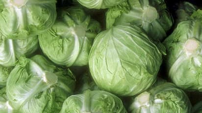 ಮಾರುಕಟ್ಟೆಗೆ ಬಂದಿದೆ ಪ್ಲಾಸ್ಟಿಕ್‌ ಕೋಸು!