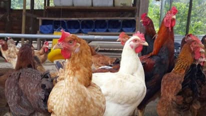 வளர்த்த கோழிகளை எப்போது விற்பனைக்கு அனுப்பணும் தெரியுமா?