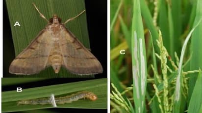 நெற் பயிரைத் தாக்கும் பூச்சிகளை அழிக்க இந்த இயற்கை மருந்துகளே போதும்!