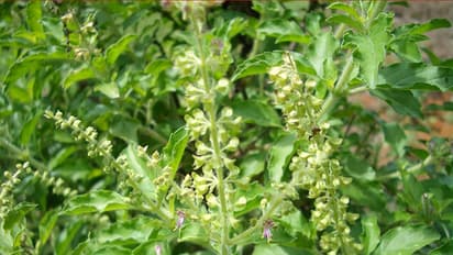 Tulsi Plant