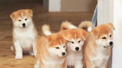 నాకు మొగుడు వద్దు..కుక్క చాలు అని..