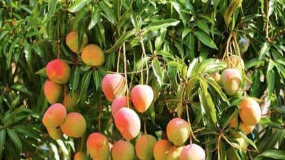 மா மற்றும் சப்போட்டாவில் அதிக மகசூலைப் பெற மேற்கொள்ள வேண்டிய தொழில்நுட்ப வழிகள்…