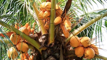 மக்கிய உரத்தால் எவ்வளவு பயன்பாடுகள் உள்ளது? இதை வாசிங்க தெரியும்...