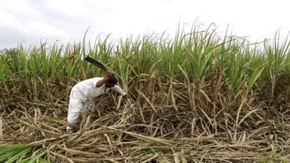 വരള്ച്ച ദുരിതാശ്വാസം: കർഷകർക്കുളള ഇൻഷുറൻസ് തുക ഇനിയും കിട്ടിയിട്ടില്ല