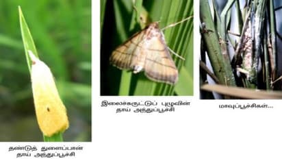 பயிர்களில் பூச்சி, நோய் கண்காணிப்பு மற்றும் கட்டுப்பாட்டு முறைகள் ஒரு அலசல்…
