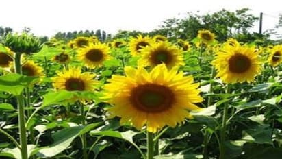 சூரியகாந்தியில் விதைப் பிடிப்பை அதிகரிக்க என்ன பண்ணலாம்?