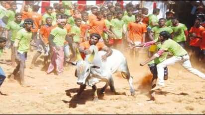 சல்லிக்கட்டுக் காளைகள் முட்டியதில் மாடுபிடி வீரர்கள் 17 பேர் காயம்; 4 பேருக்கு மேல்சிகிச்சை…