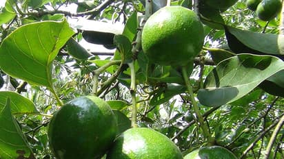 വയനാട്ടില് വേരാഴ്ത്താന് ഇനി വെണ്ണപ്പഴം