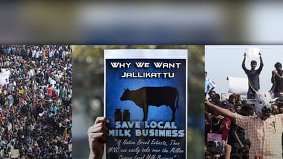 Jallikattu protests: Is Tamil Nadu’s bullheadedness worth it?